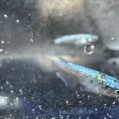 レックウザの画像