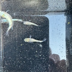 レックウザの画像