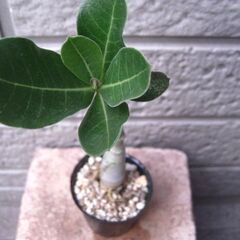 観葉植物　塊根植物　アデニウム　オベスム　管理も簡単の画像