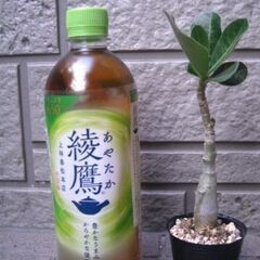 観葉植物　塊根植物　アデニウム　オベスム　管理も簡単の画像