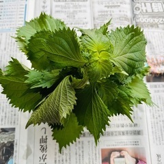 数量限定　モロヘイヤ　枝付　おまけ付の画像
