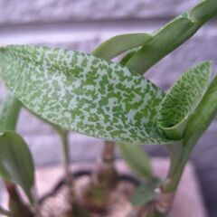 【お話し中】観葉植物　球根型　レデボウリア・パウシフローラ　1の画像