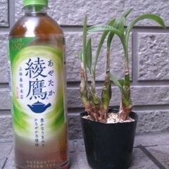 【お話し中】観葉植物　球根型　レデボウリア・パウシフローラ　1の画像