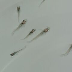 メダカ　　　月虹　　　　　今年生まれの画像