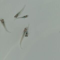 メダカ　　　月虹　　　　　今年生まれの画像