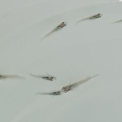 メダカ　　　月虹　　　　　今年生まれの画像