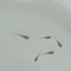 メダカ　　　月虹　　　　　今年生まれの画像