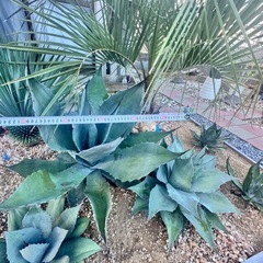 アガベ　シュリベイマグナ地植え大株の画像