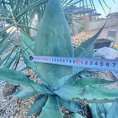 アガベ　シュリベイマグナ地植え大株の画像