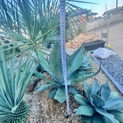 アガベ　シュリベイマグナ地植え大株の画像