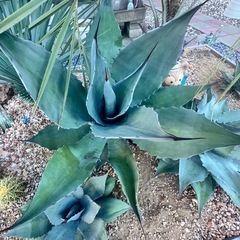 アガベ　シュリベイマグナ地植え大株の画像