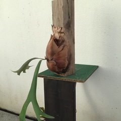 ビカクシダの画像