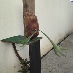 ビカクシダの画像