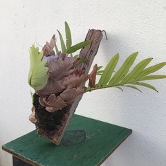 ドリナリアの画像