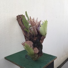 ドリナリアの画像