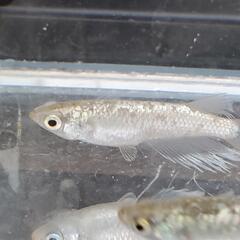 高級めだか「飛輪」(ひりん)の卵10+α‼️の画像