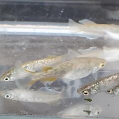 高級めだか「飛輪」(ひりん)の卵10+α‼️の画像