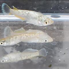 高級めだか「飛輪」(ひりん)の卵10+α‼️の画像