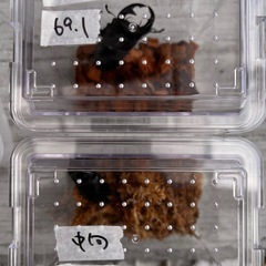 ☆新成虫☆　津山産オオクワガタ ペア①の画像