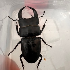 ☆新成虫☆　津山産オオクワガタ ペア①の画像
