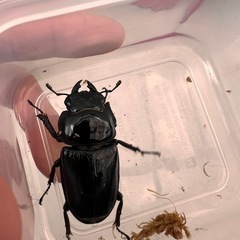 ☆新成虫☆　津山産オオクワガタ ペア①の画像