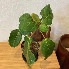 観葉植物アフリカンプリンスT-03の画像
