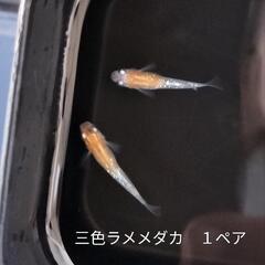 メダカの画像