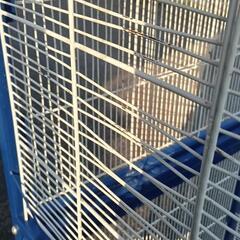 大型鳥かごの画像