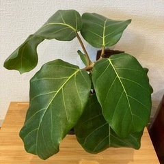観葉植物アフリカンプリンスT-02の画像