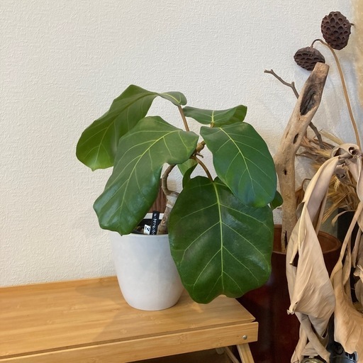 観葉植物アフリカンプリンスT-02