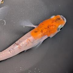坂出三色ラメ幹之1ペア(めだか・オス1・メス1)メダカの画像