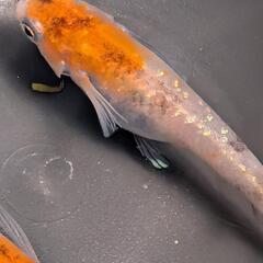 坂出三色ラメ幹之1ペア(めだか・オス1・メス1)メダカの画像