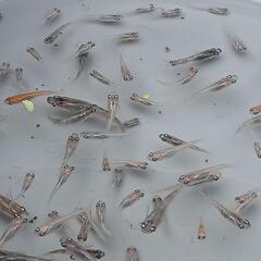 ⚾️🐟ミックスめだか150匹2000円🐟⚾️の画像