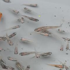 ⚾️🐟ミックスめだか150匹2000円🐟⚾️の画像