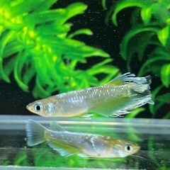 メダカ【フロマージュ体外光】トリオの画像