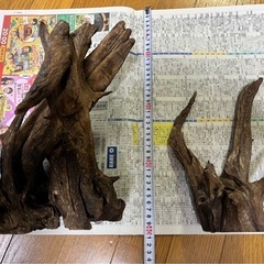 ADA ホーンウッド 流木 アクアリウム
の画像