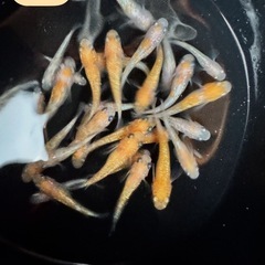王華5匹_メダカ
の画像