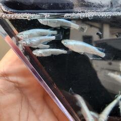 ミラージュグロウ(改良メダカ)２０匹の画像