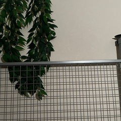ウォールネットの画像