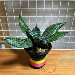 サンセベリア  の画像