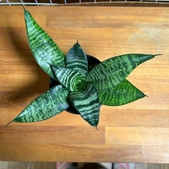 サンセベリア  の画像