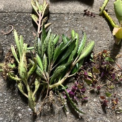 多肉植物　間引苗🌱の画像