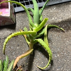 多肉植物　間引苗🌱の画像