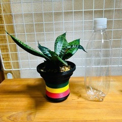 サンセベリア  の画像