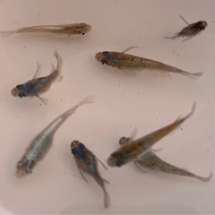 《メダカ》ネプチューン　若魚8匹（普通5+ダルマ3）の画像