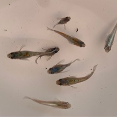 《メダカ》ネプチューン　若魚8匹（普通5+ダルマ3）