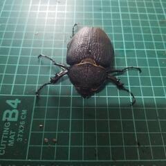 レックスゾウカブトメスの画像