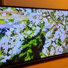 🔥募集中🔥 43インチ 4K液晶 テレビ ‼️外付けHDDで録画できます‼️の画像