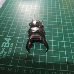 スマトラオオヒラタの画像