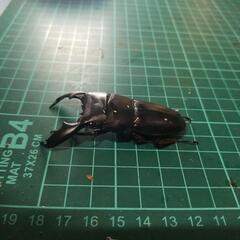 スマトラオオヒラタの画像